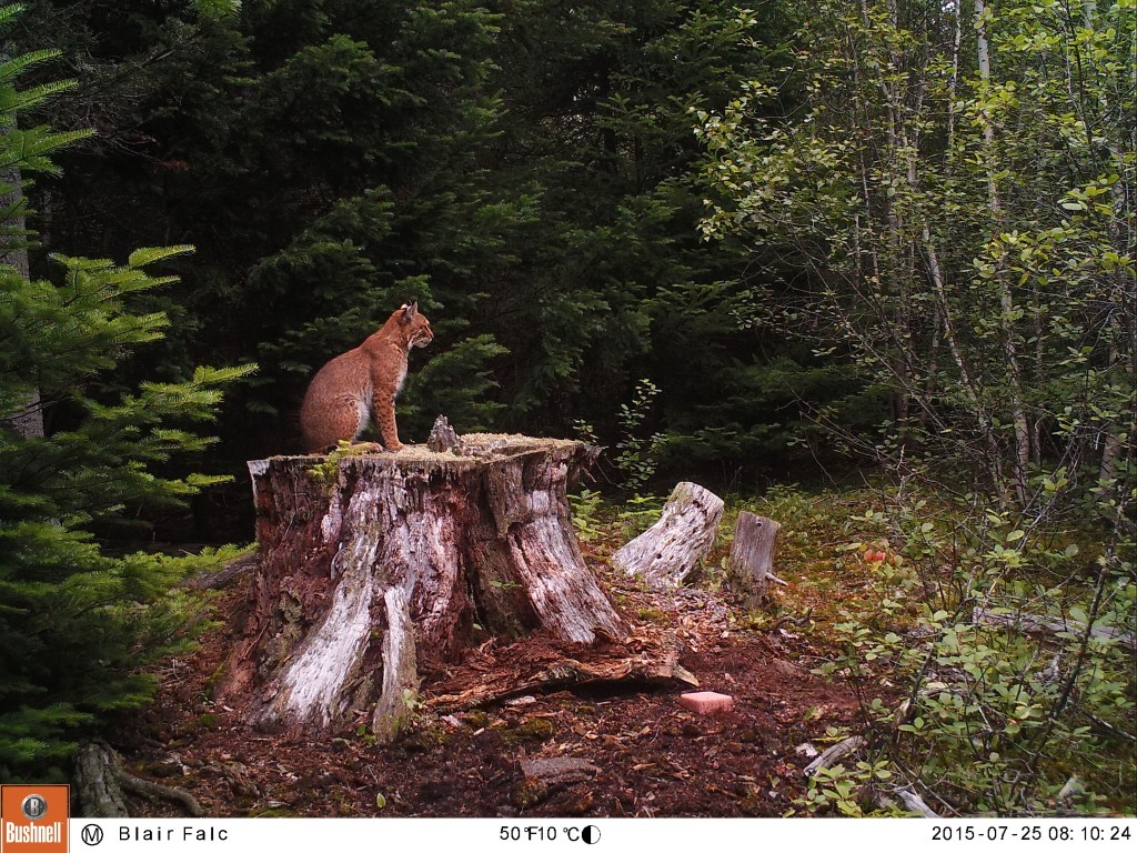 Trail Cam Tuesday