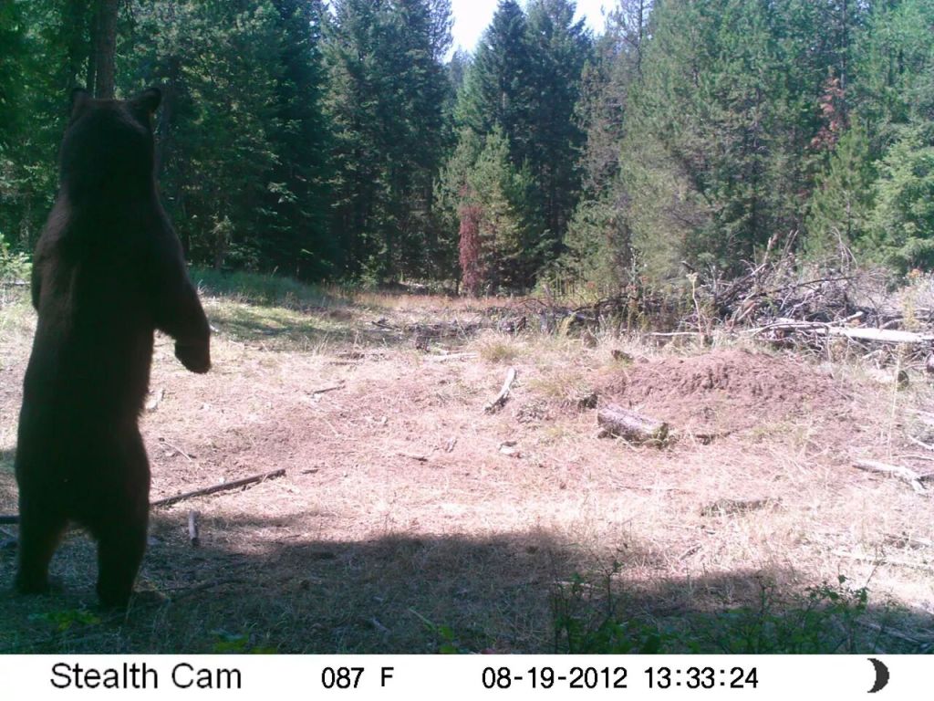 Trail Cam Tuesday