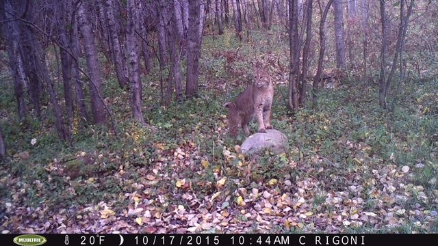 Trail Cam Tuesday