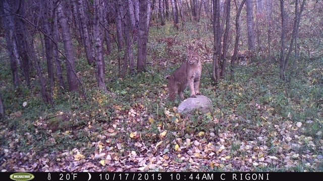 Trail Cam Tuesday