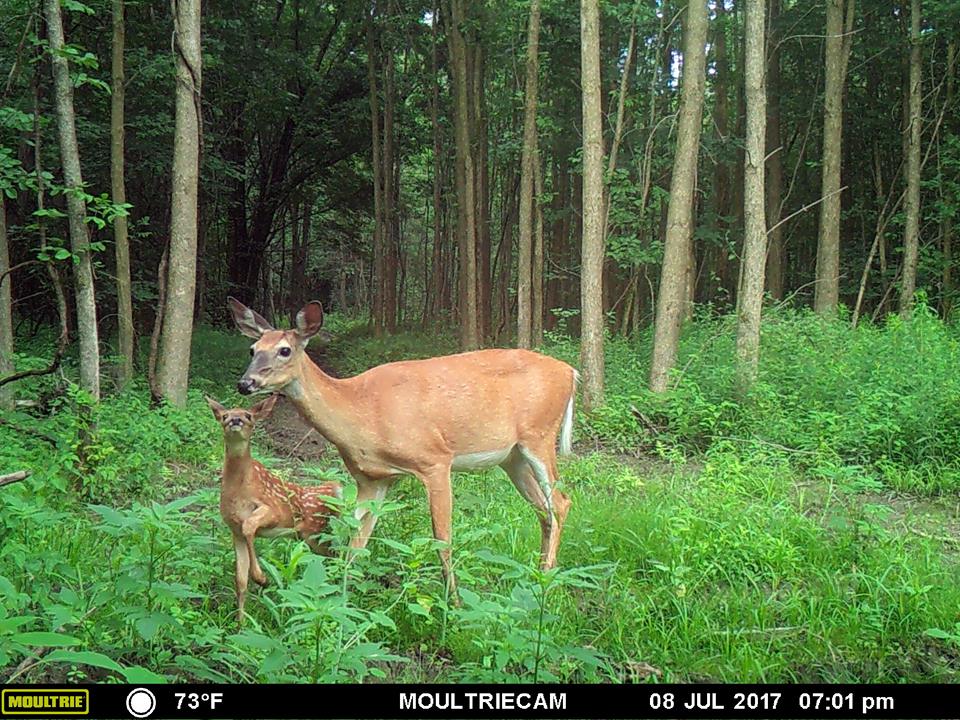 Trail Cam Tuesday