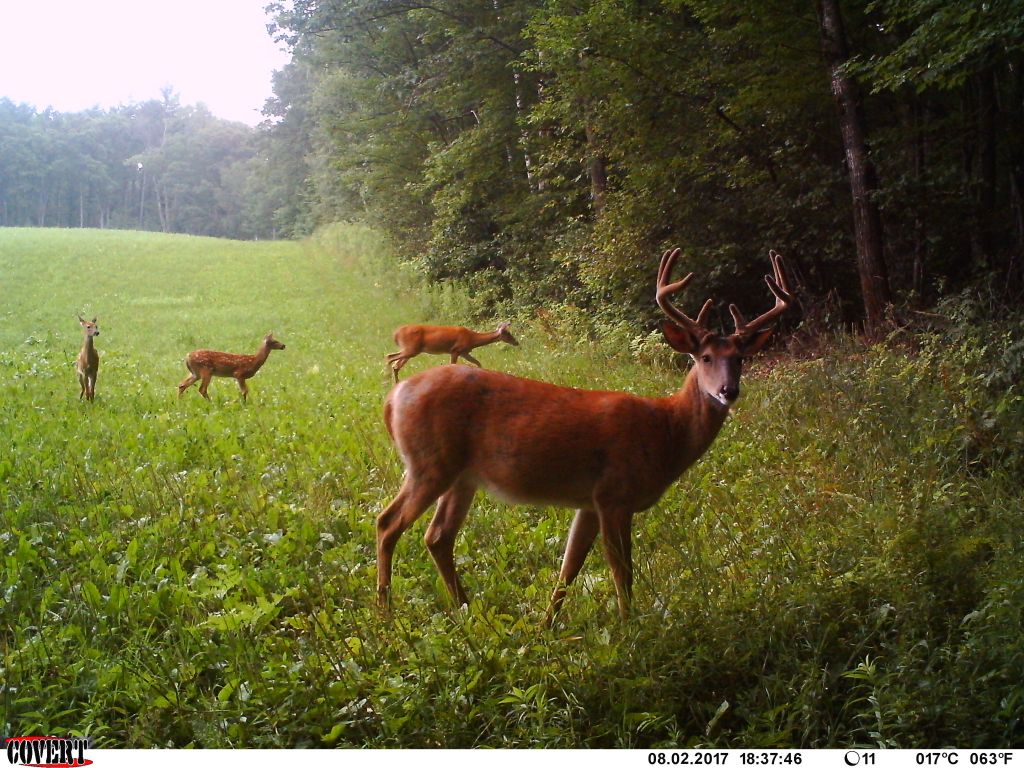 trail cam tuesday