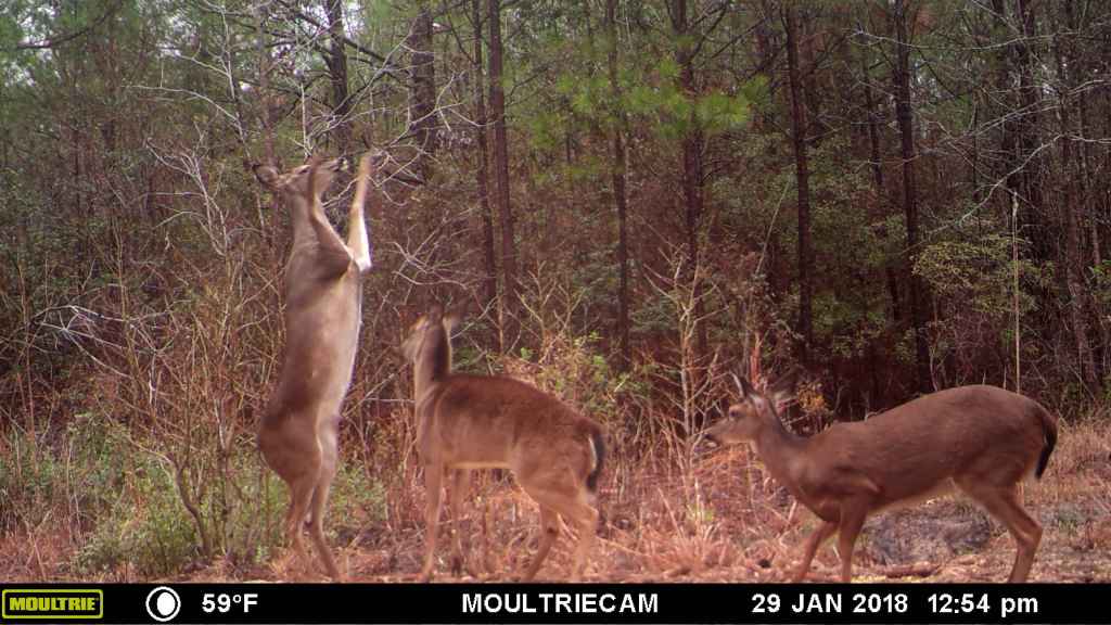 Trail Cam Tuesday