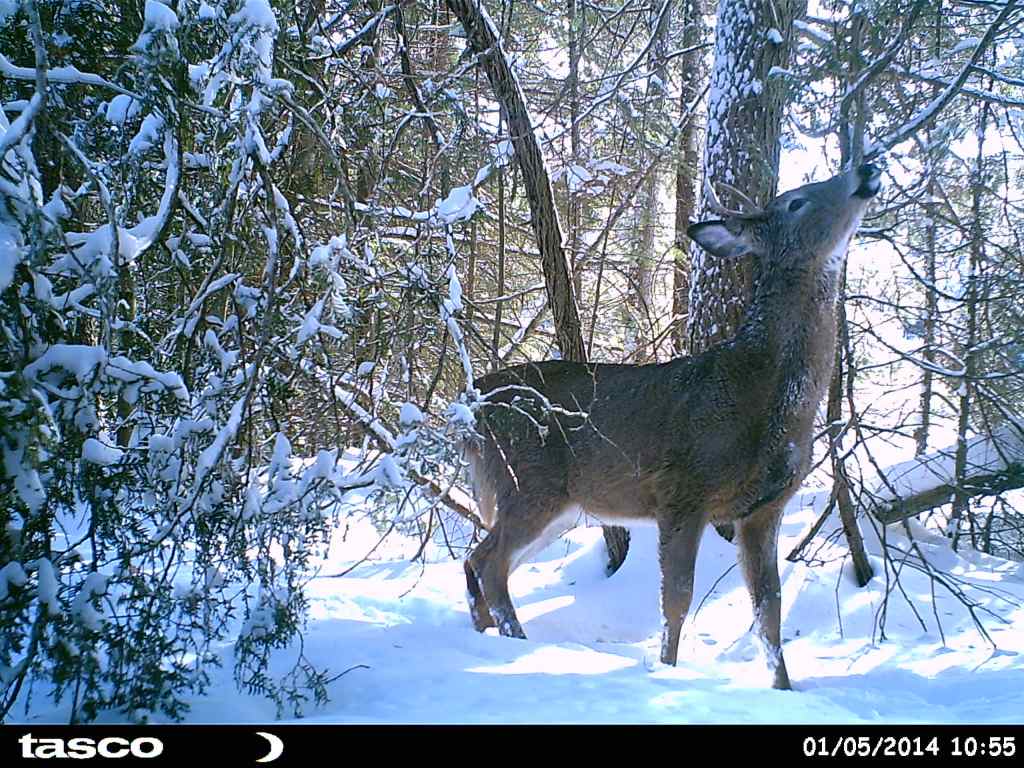 trail cam tuesday