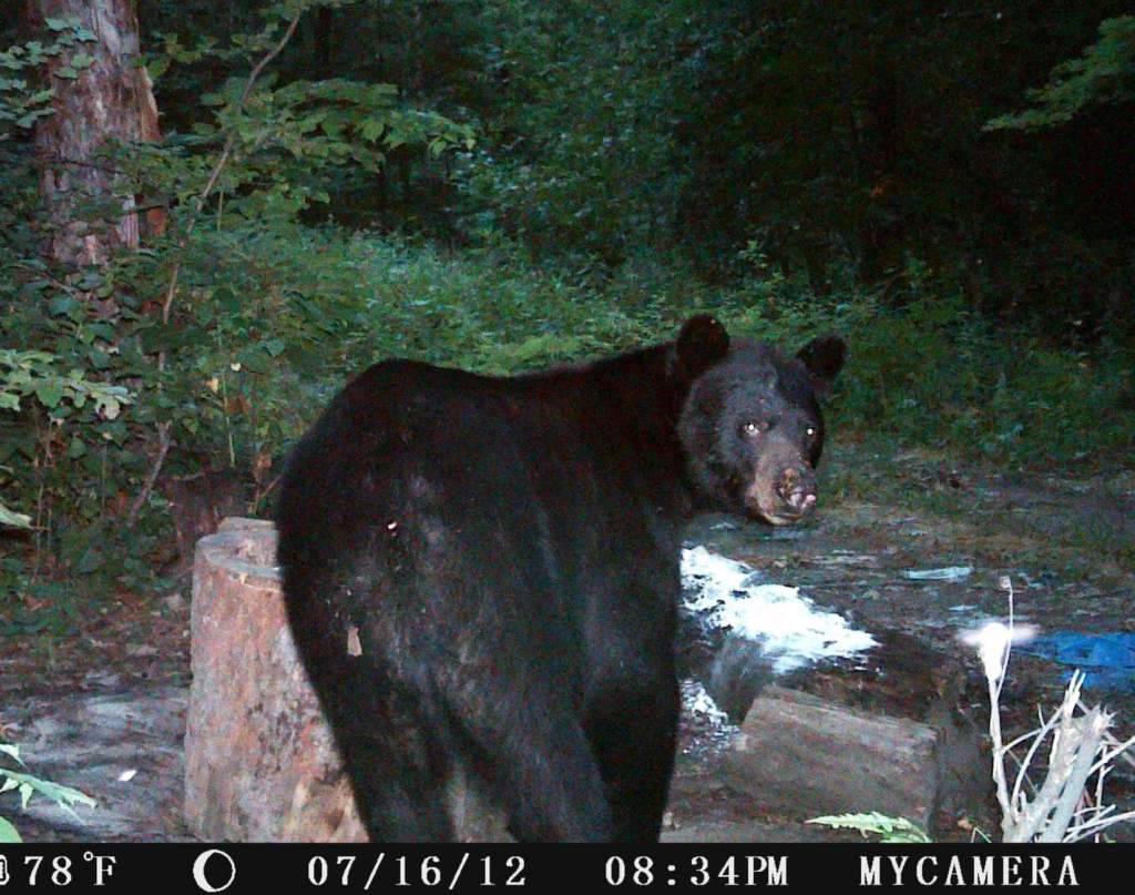 trail cam tuesday