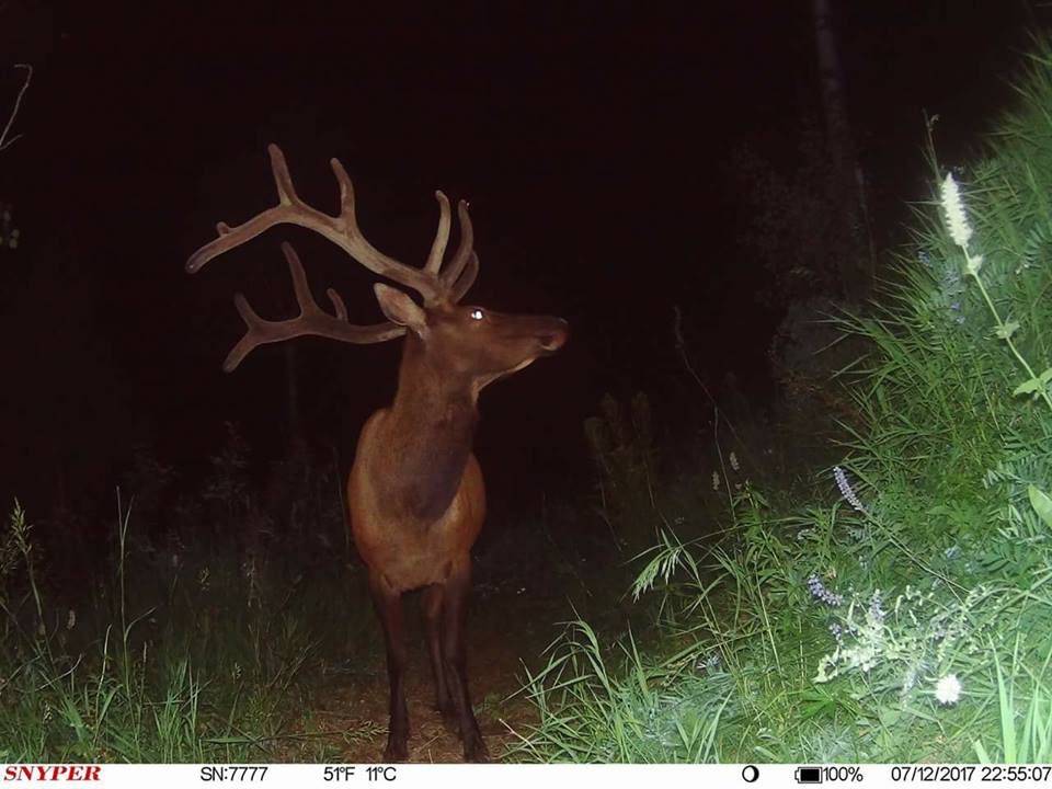 Trail Cam Tuesday