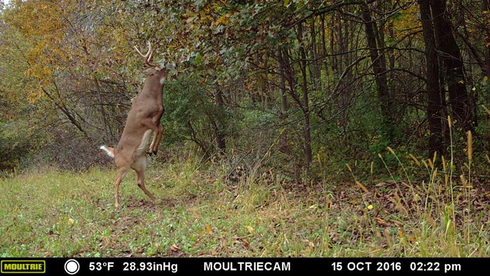 Trail Cam Tuesday