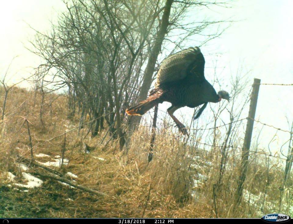 trail cam tuesday