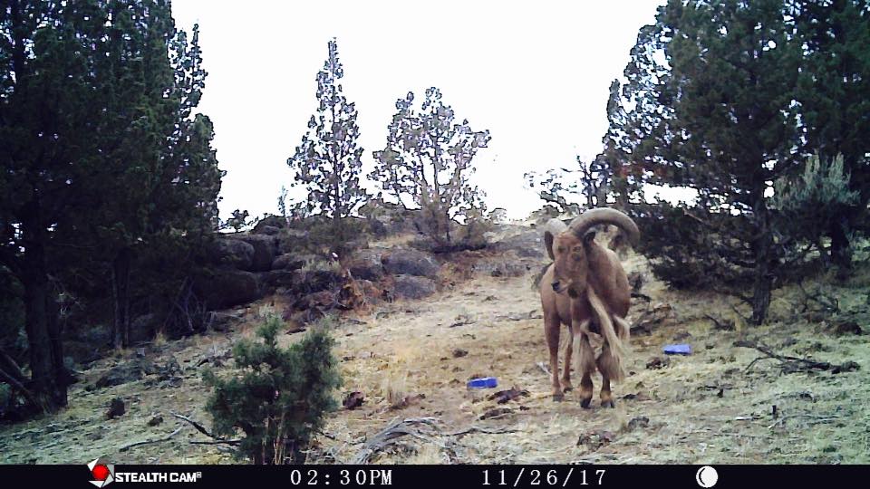 Trail Cam Tuesday