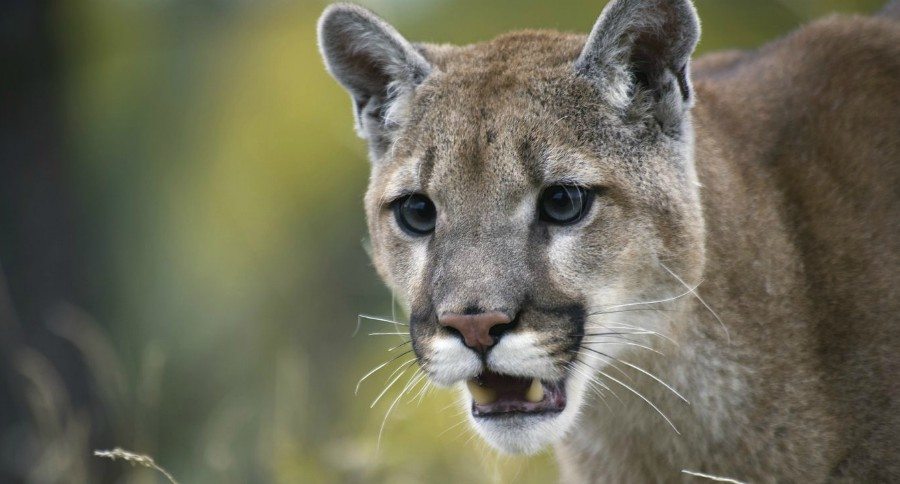eastern cougar extinct