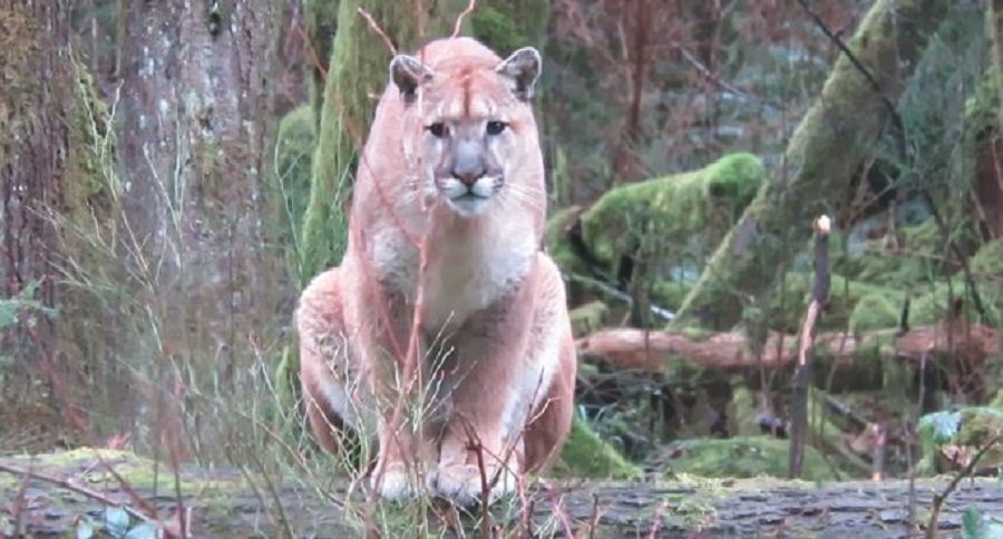 cougar