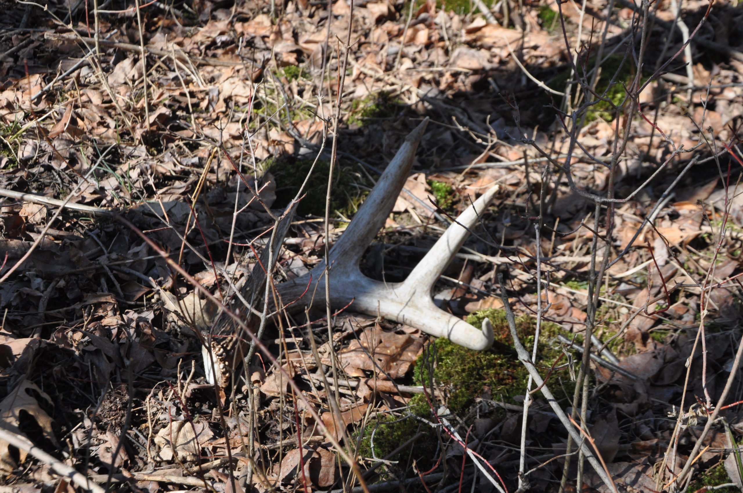 Shed Hunting MIstakes