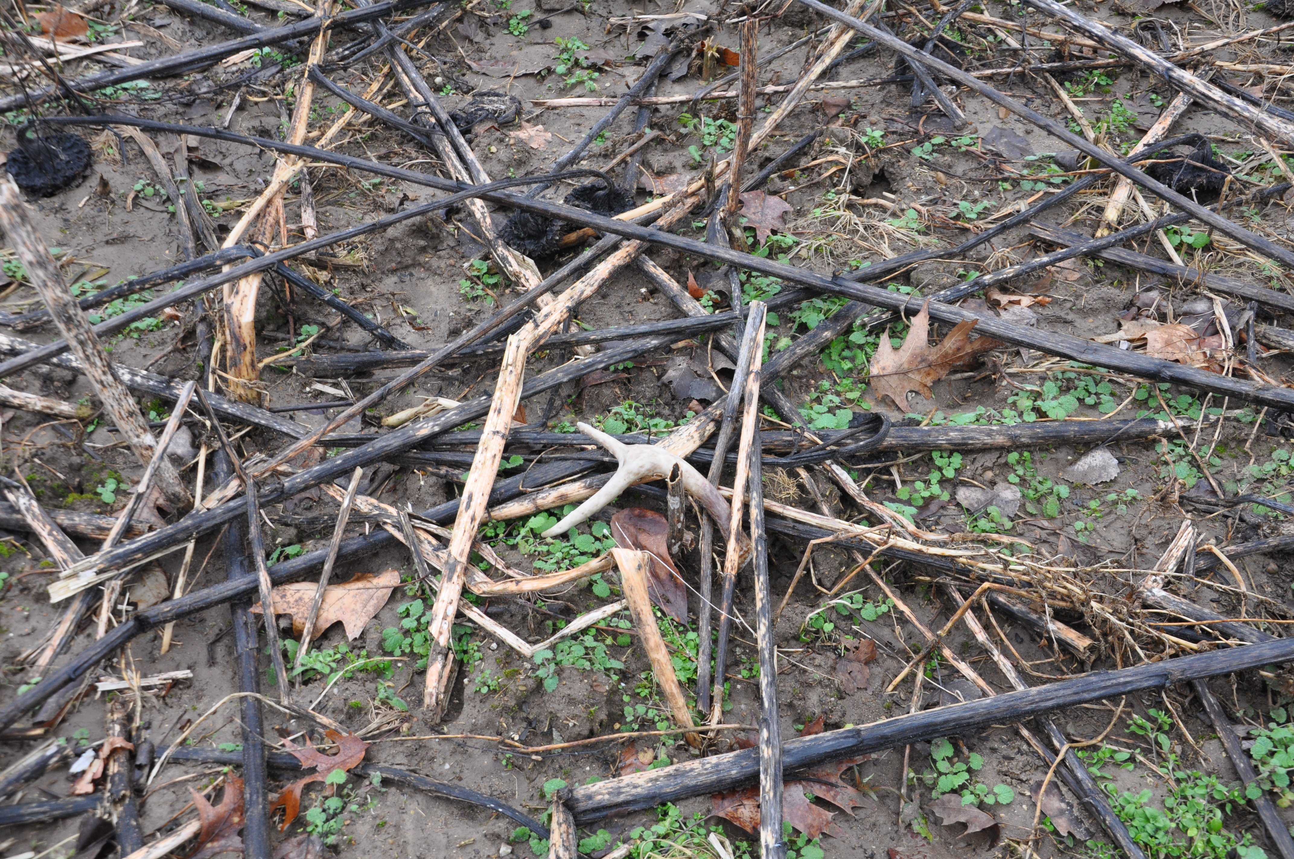 shed hunting