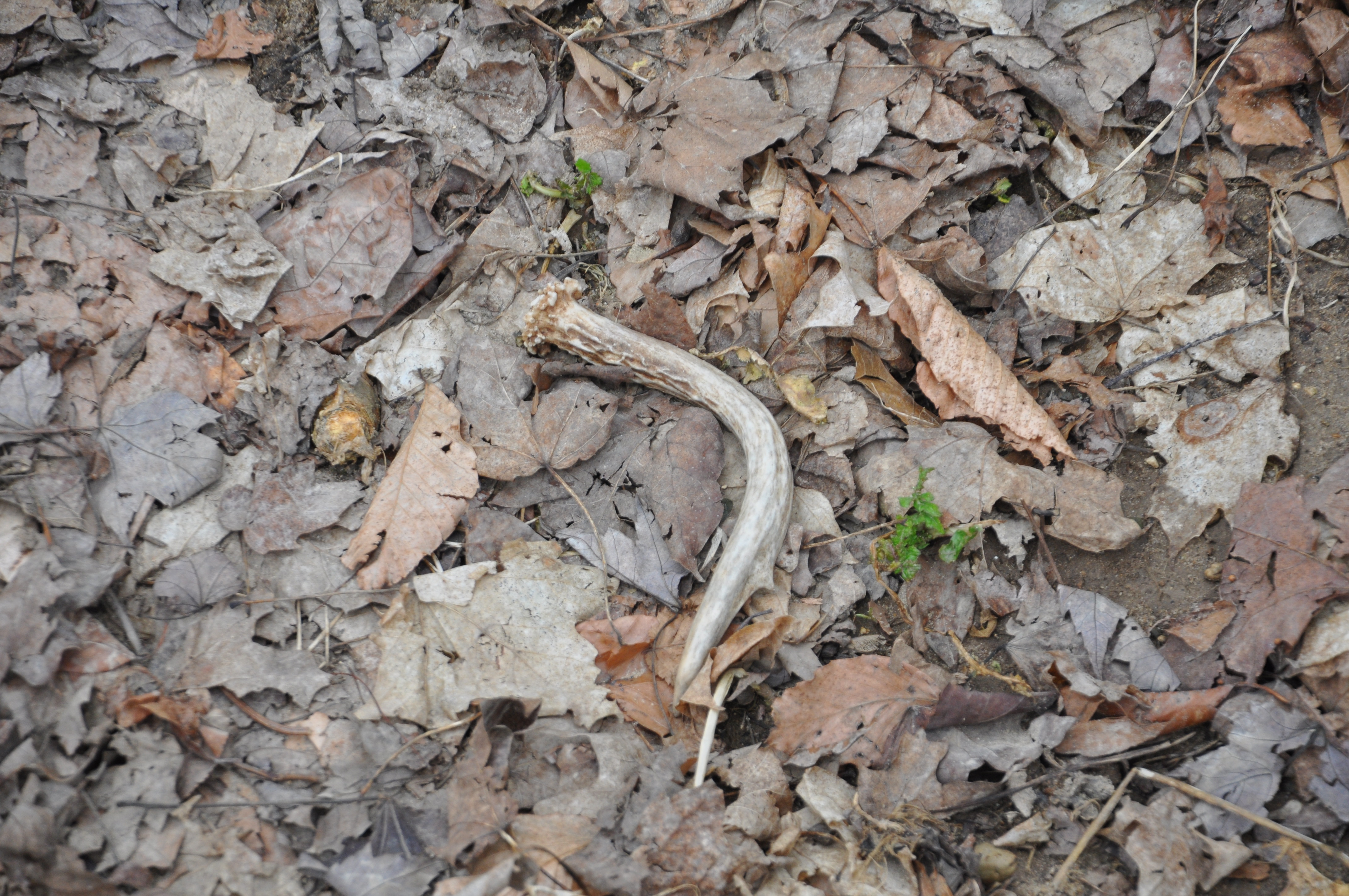 shed hunting