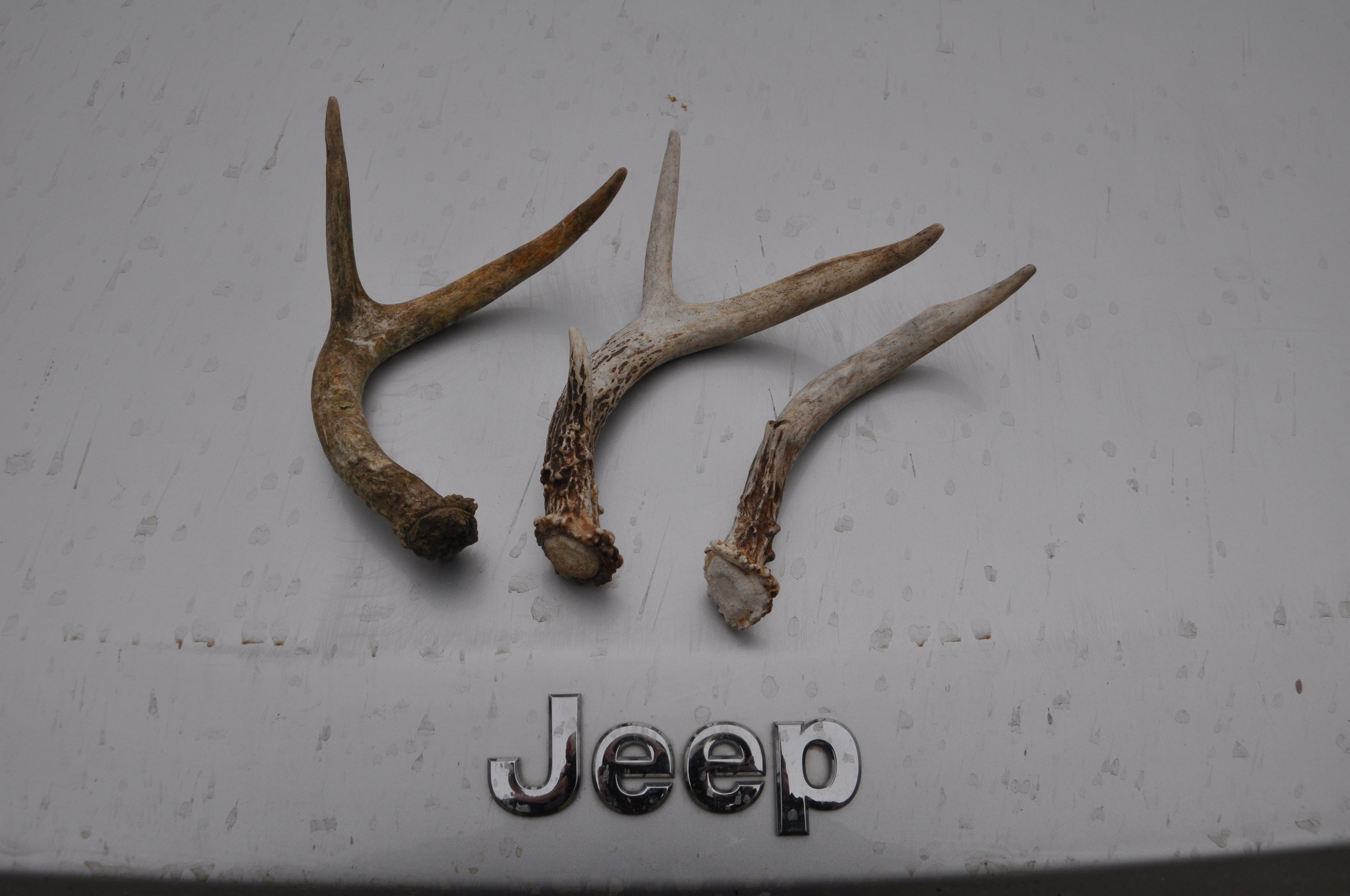 shed hunting