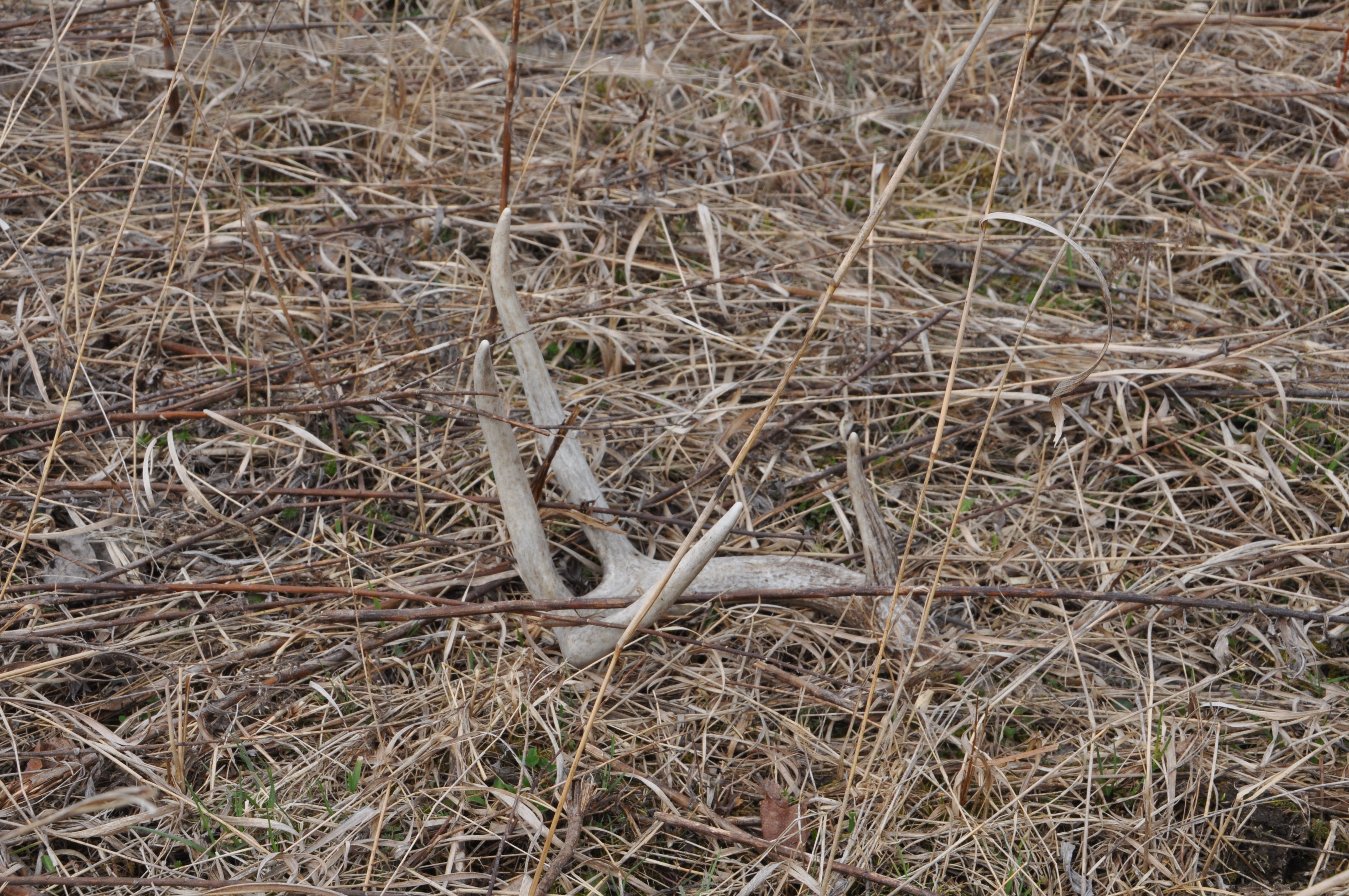 shed hunting