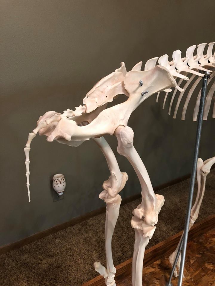 deer skeleton