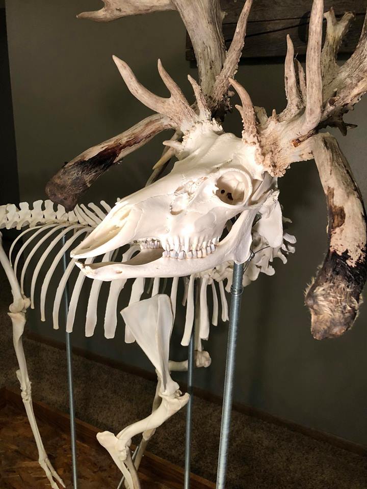 deer skeleton