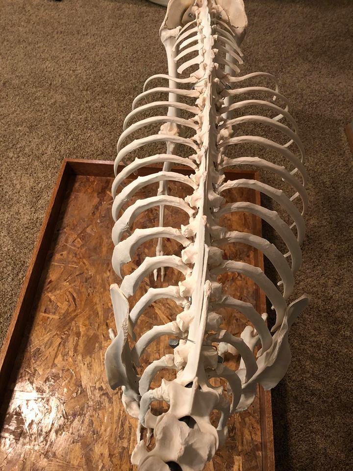 deer skeleton