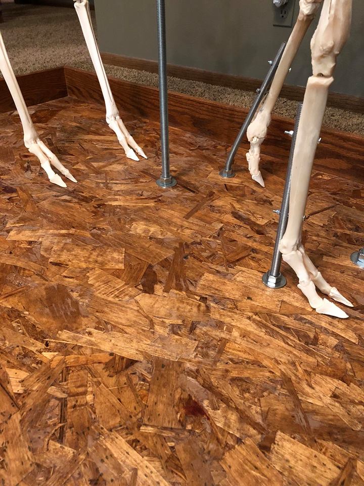 deer skeleton