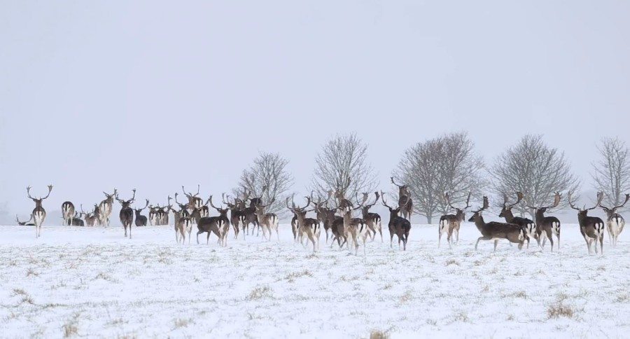 Fallow Deer Phoenix Park