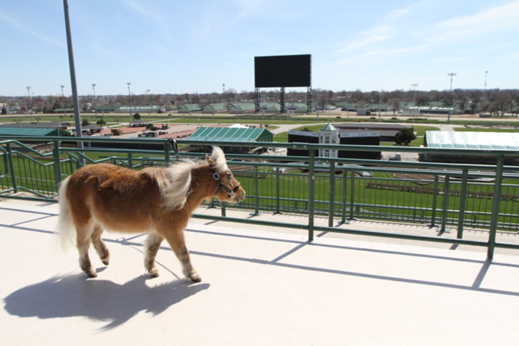 Winston the miniature horse