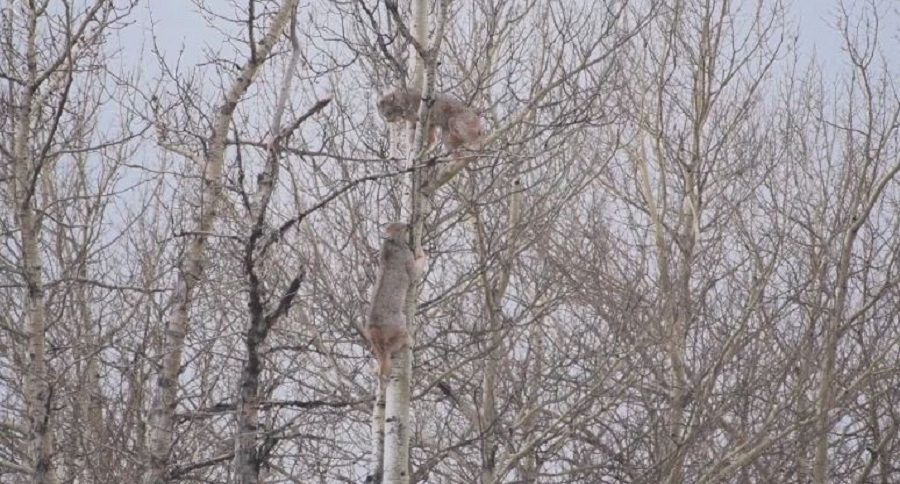lynx