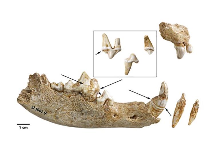 Puppies teeth, fossils