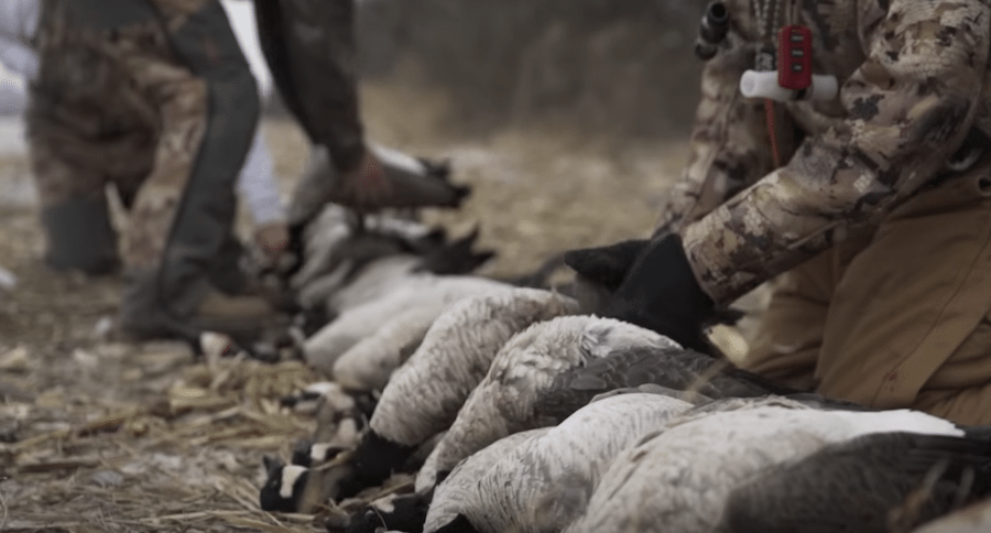 Goose hunting