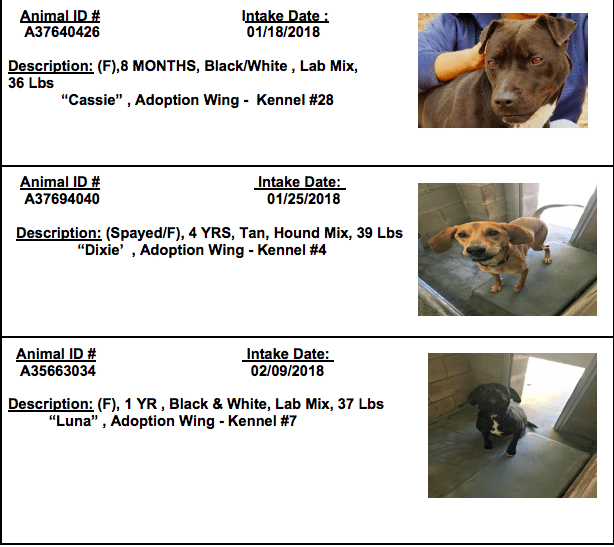 shelter dogs