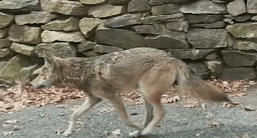 coyote attacks