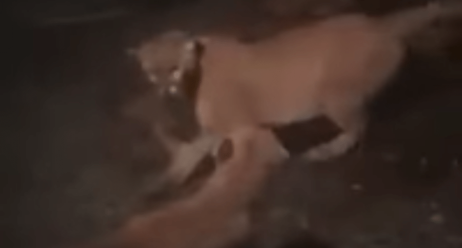 mountain lions
