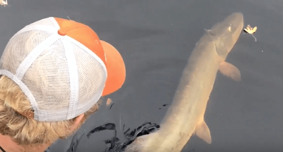 fly fish muskies