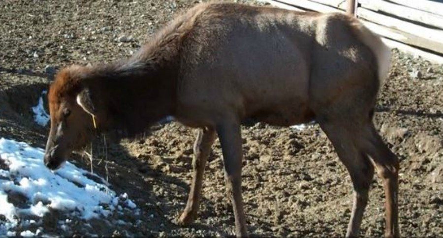 Tennessee CWD