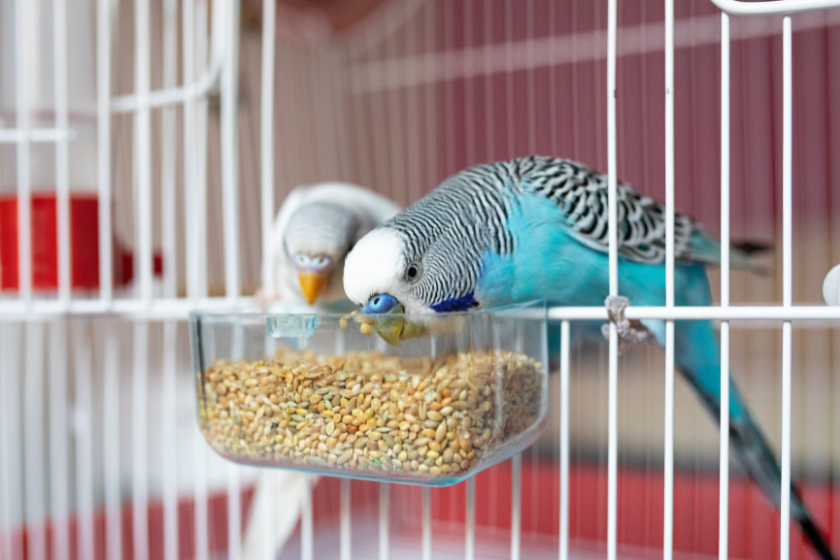 two birds eating seed from cage