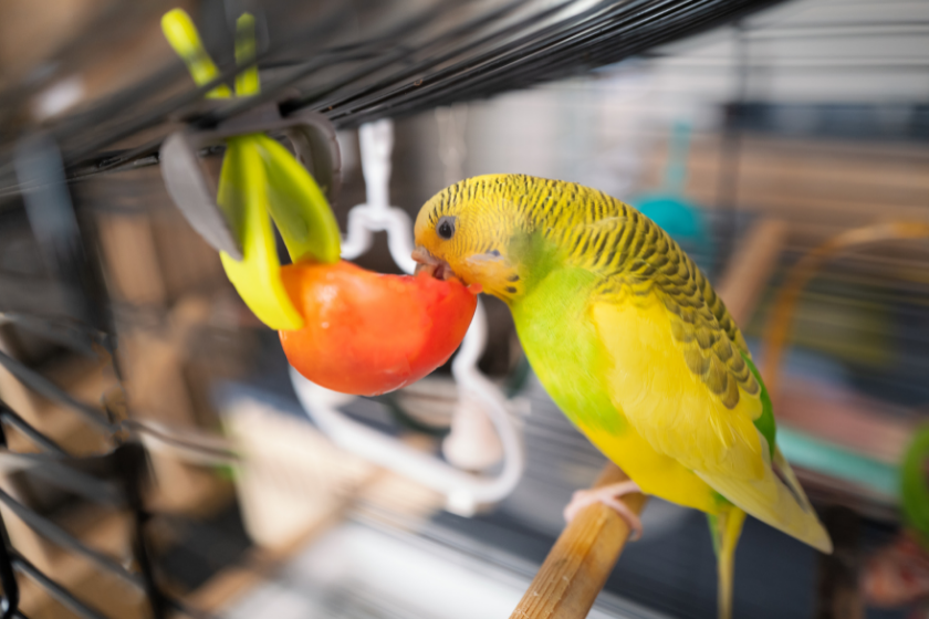 bird eating a tomato on branch