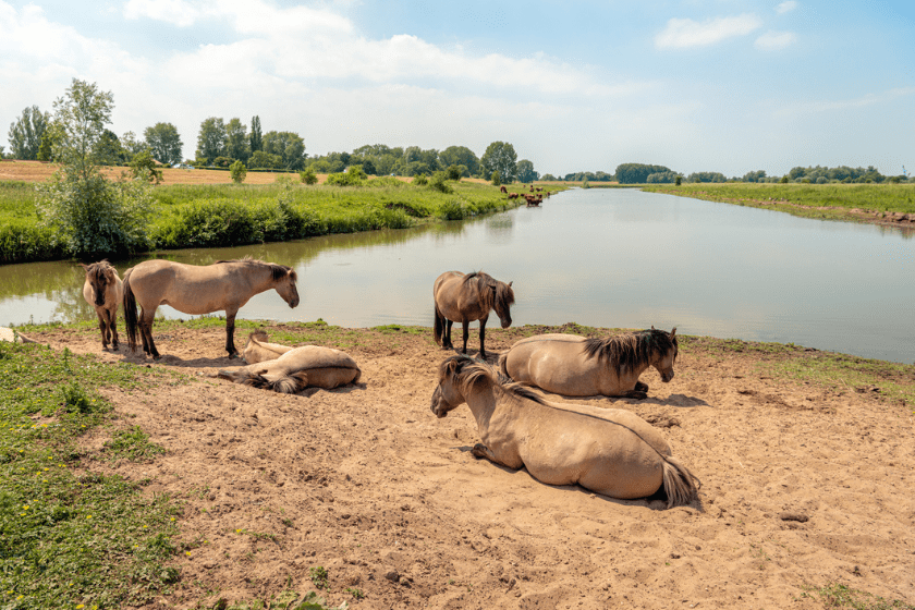 anhidrosis in horses