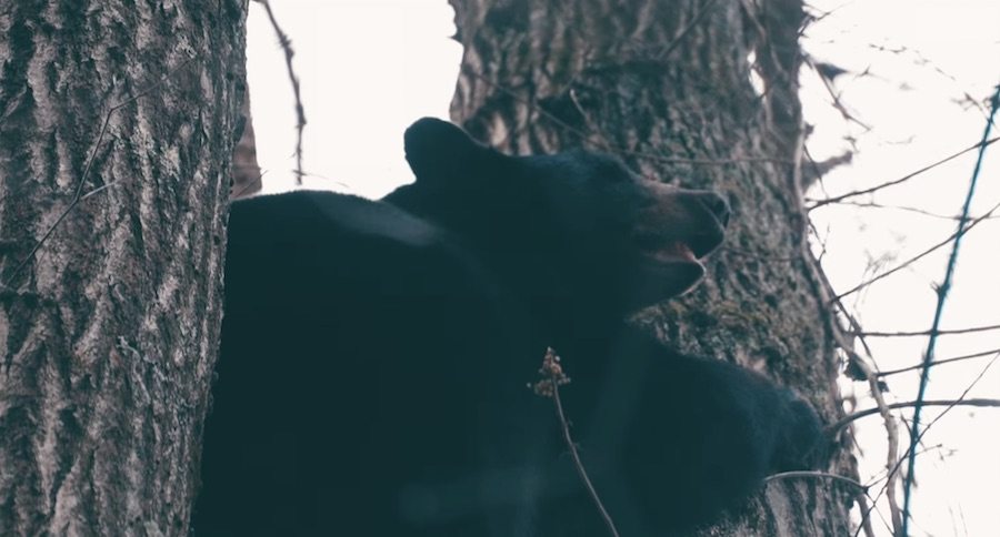 West Virginia Bear Hunt With Hounds