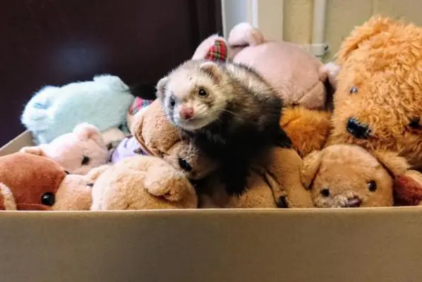 ferret