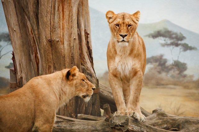 female African lions