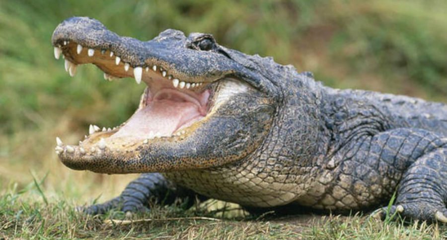 alligator hunting