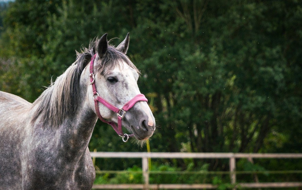 Grey horse