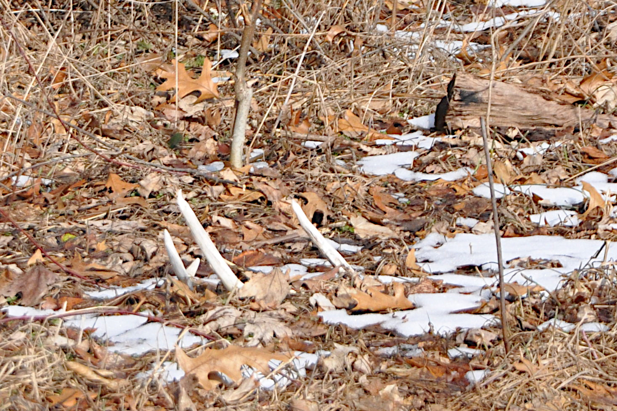 Shed Hunting