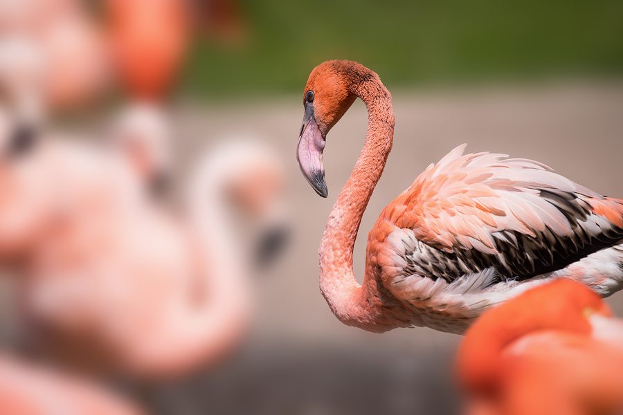 American Flamingo - Phoenicopterus ruber - beautiful red colored bird. Flamingo Awesome flamingo outdoor shot. Red flamingo.