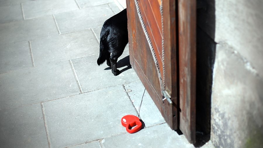 Black dog waiting for his owner on the gate.