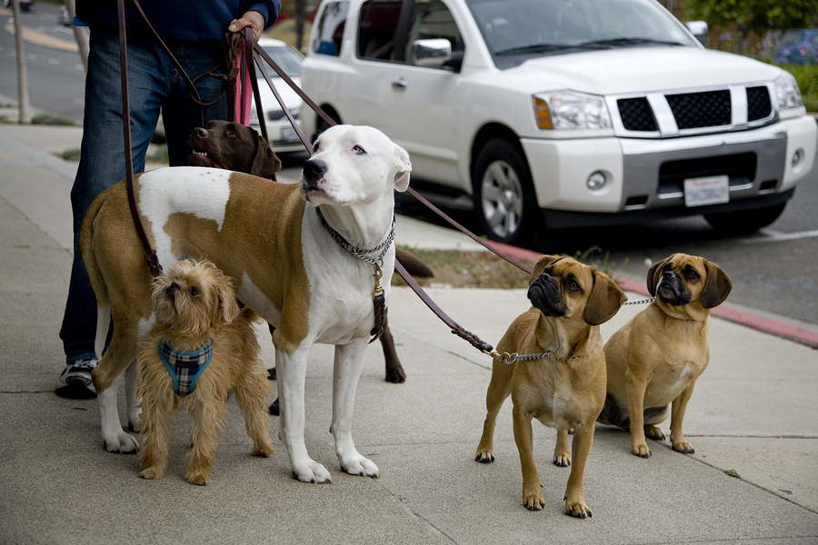 A set of dogs on a walk by a professional dog walker. The group consists of a Labrador American Bulldog Brussels Gryphon and a pair of Puggles.