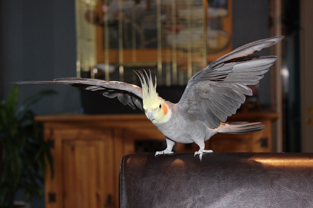 cockatiel