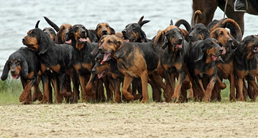 bloodhounds