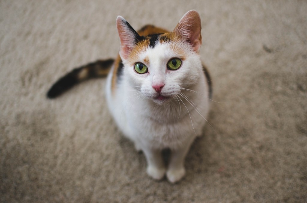 Calico Cat