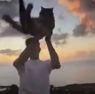 Hawaii man throws cat off balcony